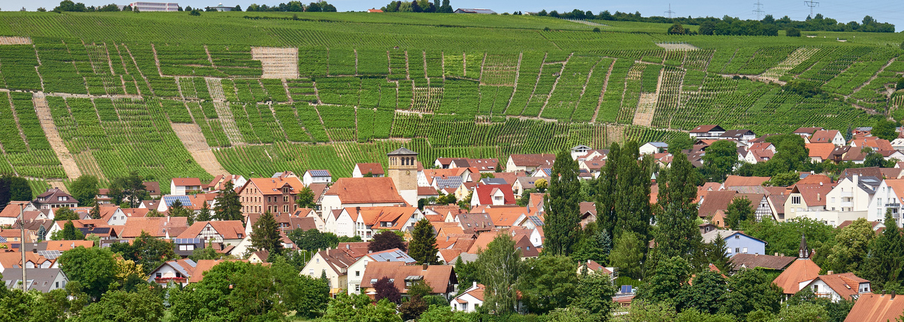 2023-07-sommer-hausmesse-wein