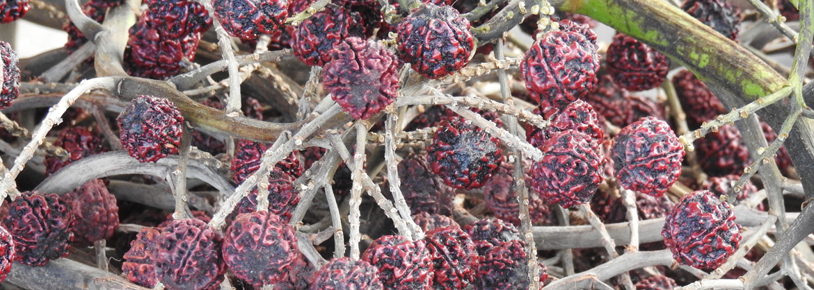 rudraksha_mala_grosshandel