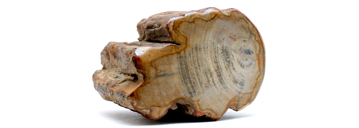 versteinertes-holz-madagaskar-mineralien