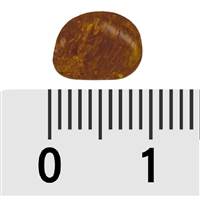 Trommelsteine Bernstein (cognac), 0,3 - 0,5cm (B3)