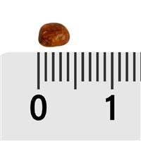 Trommelsteine Bernstein (cognac), 0,2 - 0,4cm (C1)