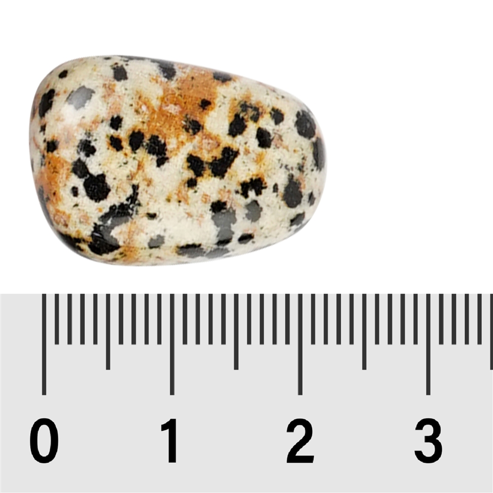 Pierre roulée Jaspe dalmatien, 2,0 - 2,5cm (S)