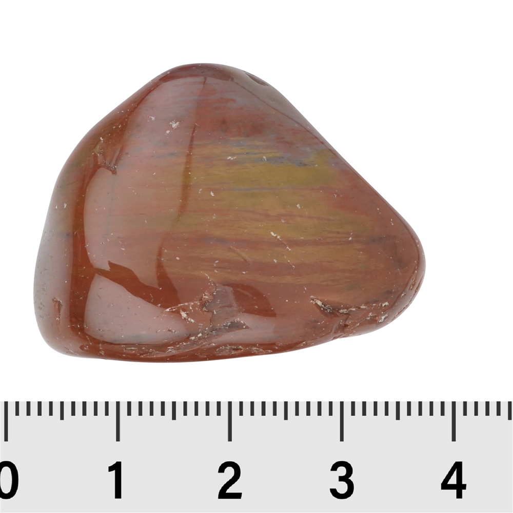 Piedra rodada Madera petrificada, 3,0 - 5,0 cm (XL)