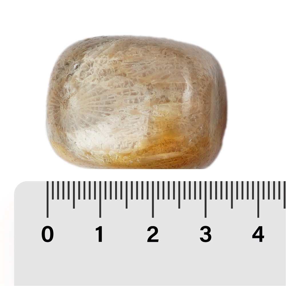 Pietra burattata corallo fossile, 3,0 - 3,5 cm (XL)