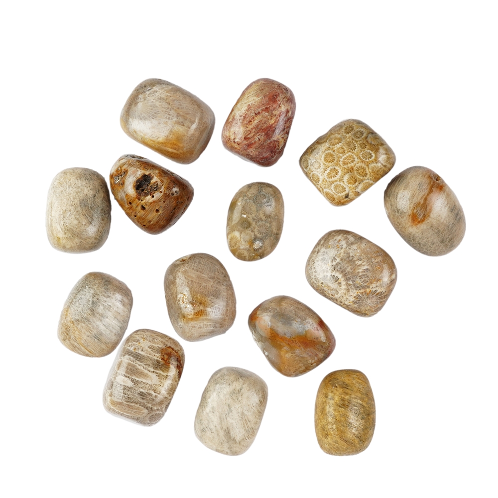 Tumbled Stones Petrified Coral, 3,0 - 3,5cm (XL)