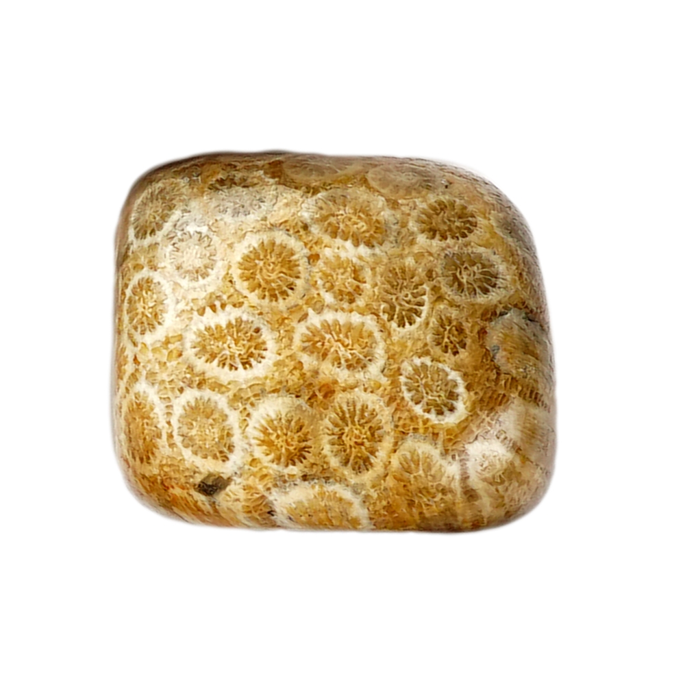 Tumbled Stones Petrified Coral, 3,0 - 3,5cm (XL)