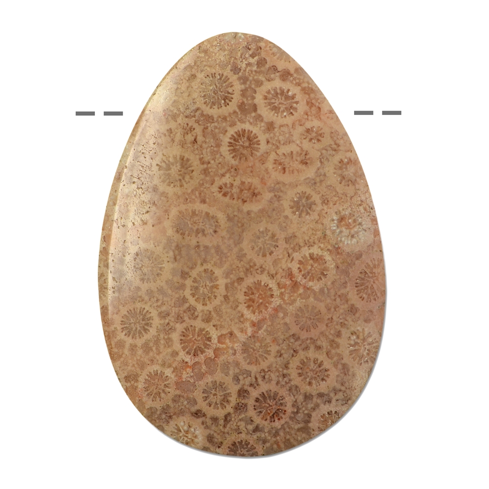 Cabochon goutte Corail fossilisé percé, 4,4cm