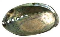 Muschelschale Paua-Muschel, 13cm