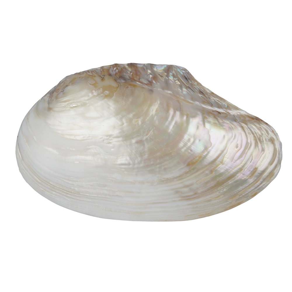 Mussel shell Mother of Pearl (white), 13-15 x 25-26cm