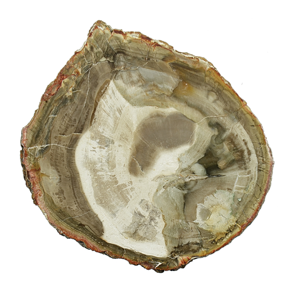 Disco di legno pietrificato, 07 - 10 cm
