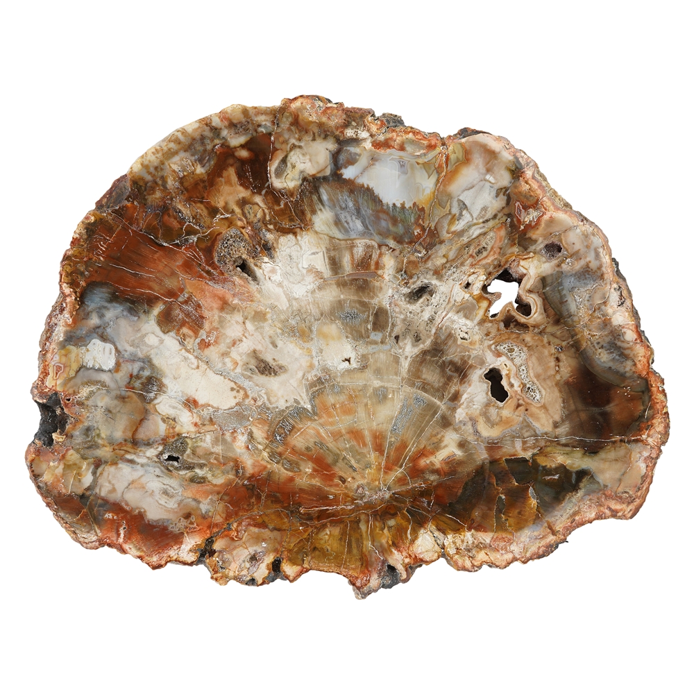 Disque Bois silicofié, 10 - 15cm | Marco Schreier