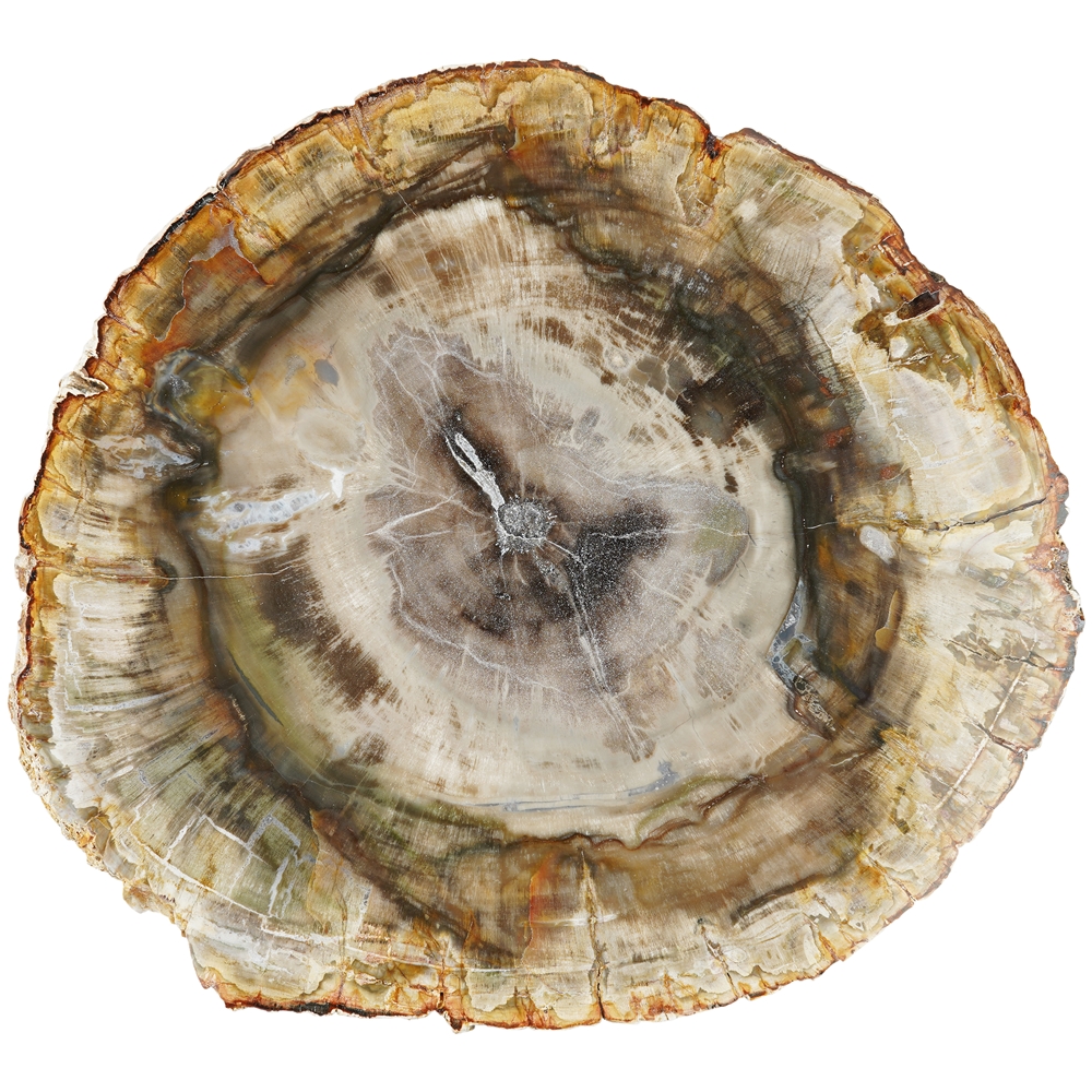 Disco di legno pietrificato, 20 - 22 cm