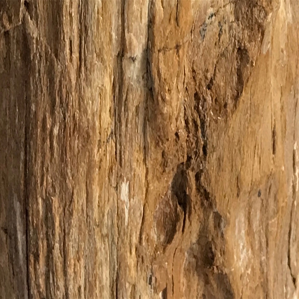 Madera petrificada lijada, 07 - 10cm, con base