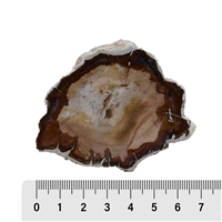 One side polished piece of Petrified Wood, 05 - 07cm (24 pcs./VE)