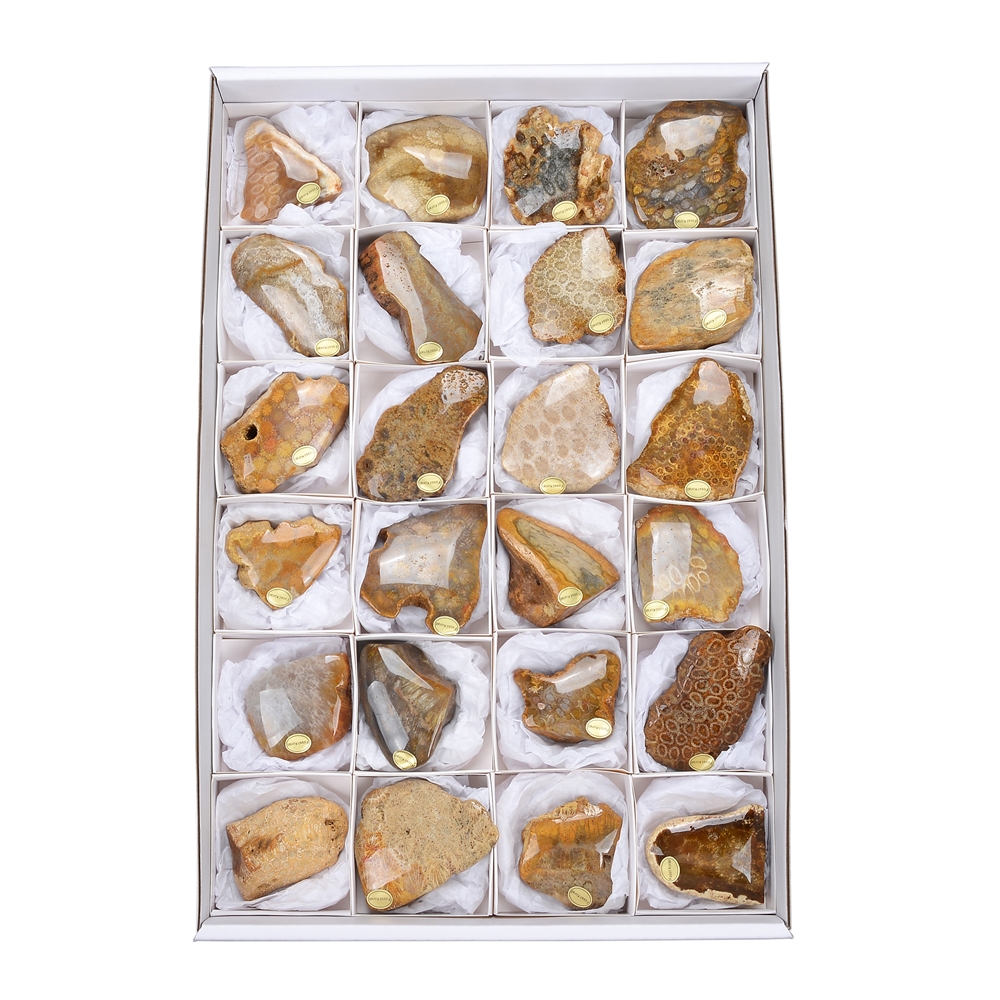 Pièces polies d'un côté Corail fossilisé, 05 - 07cm (24 pcs/unité)