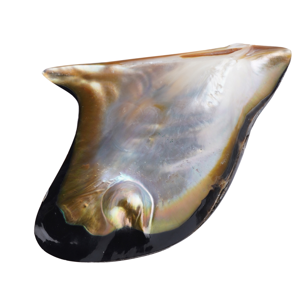 Musselshell (Pteria penguin) with pearl, 8 x 6cm