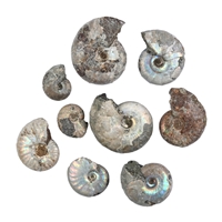 Ammoniti iridescenti grezze (0,5 kg/VE)