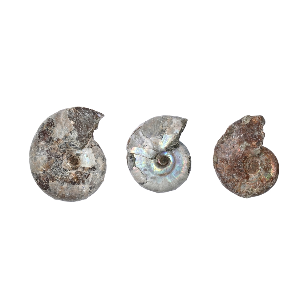 Ammoniti iridescenti grezze (0,5 kg/VE)