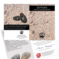 Septarie 2,5-3,0cm (klein) mit Zertifikatkarte in Pouch