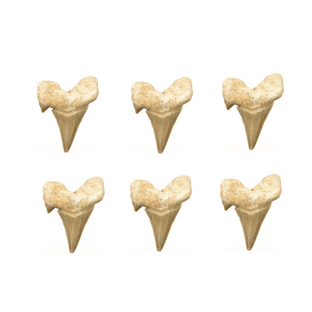 Dents de requin en vrac (6 pcs/unité)