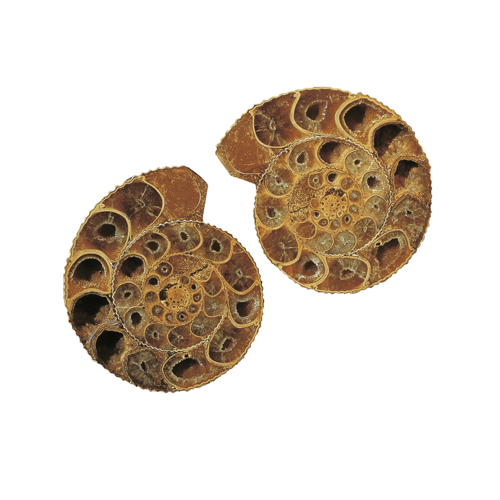 Coppia di ammoniti, 03 - 04 cm, qualità A