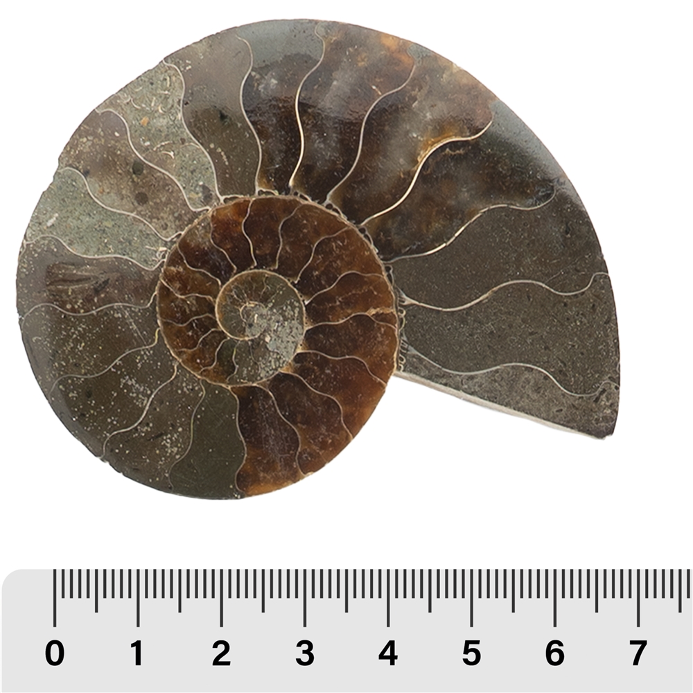 Fossils starter set 1, 05 - 07cm (20 pcs./VE)