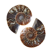 Ammoniten-Paar, 07 - 08cm, A-Qualität