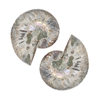 Coppia di ammoniti, 07 - 08 cm, qualità A