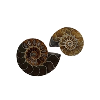 Paires d'ammonites, 03 - 04cm, qualité B (6 pcs/unité)