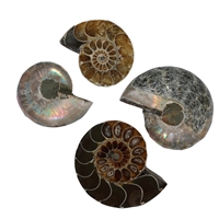 Paires d'ammonites, 03 - 04cm, qualité B (6 pcs/unité)