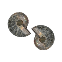 Ammoniten-Paare, 03 - 04cm, B-Qualität (6 St./VE)