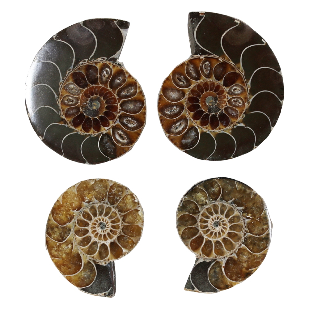 Ammonite pairs, 03 - 04cm, B-quality (6 pcs./VU)