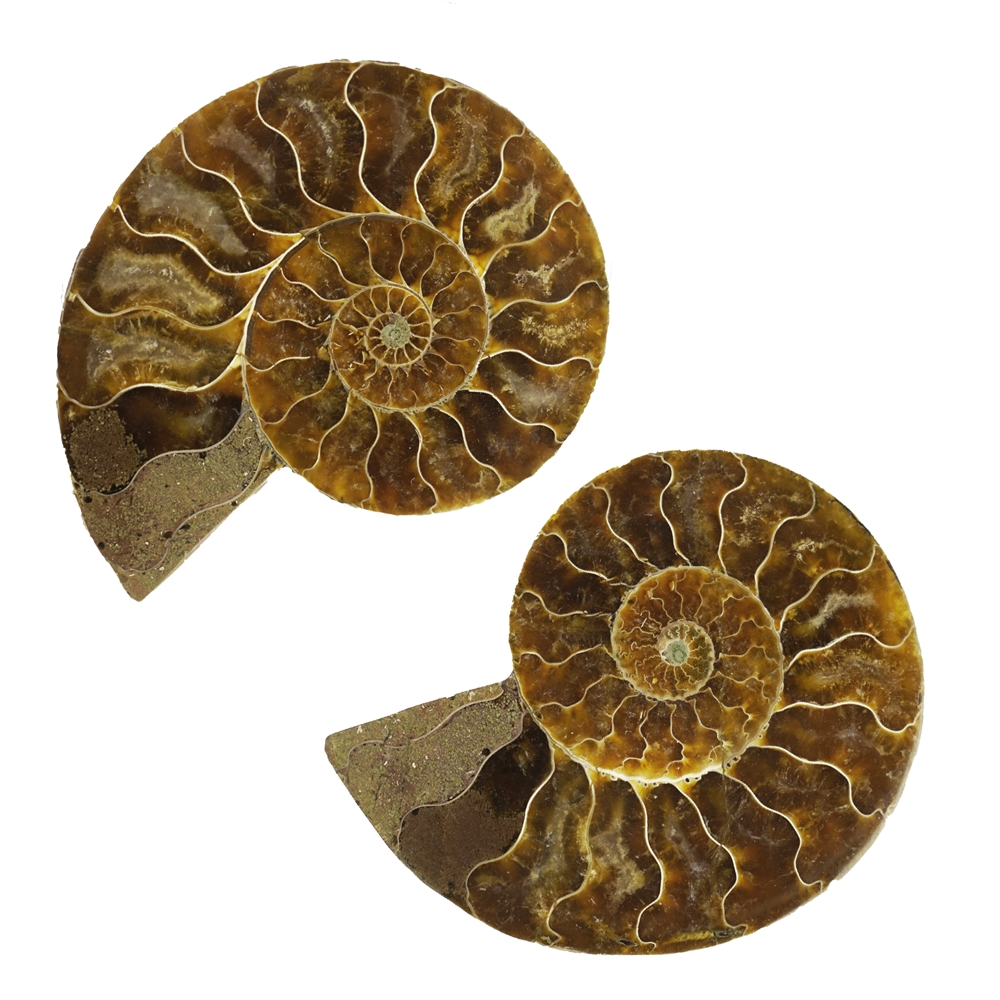 Ammoniten-Paar, 08 - 10cm, A-Qualität