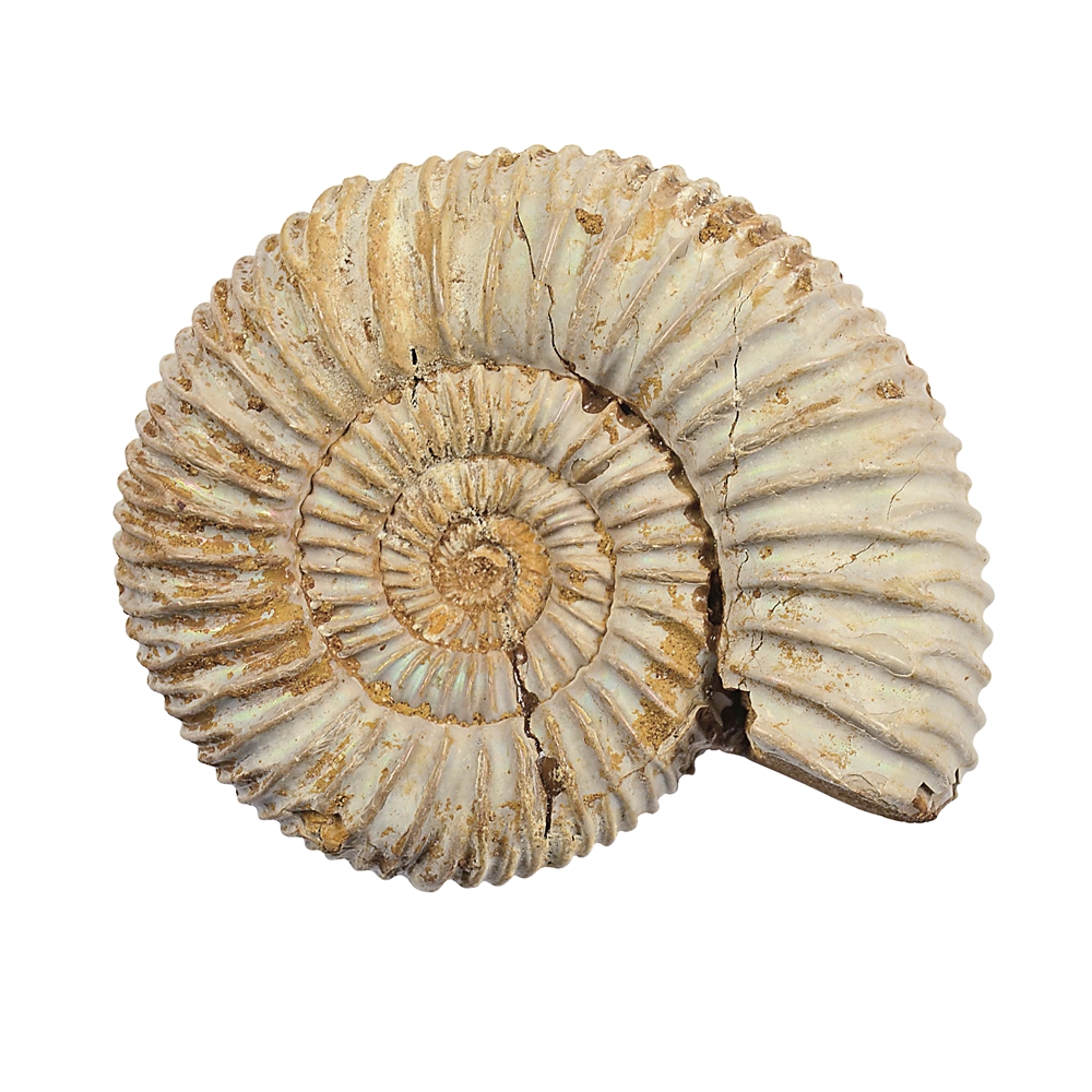 Ammonit (Perisphinctes) roh, 07 - 10cm
