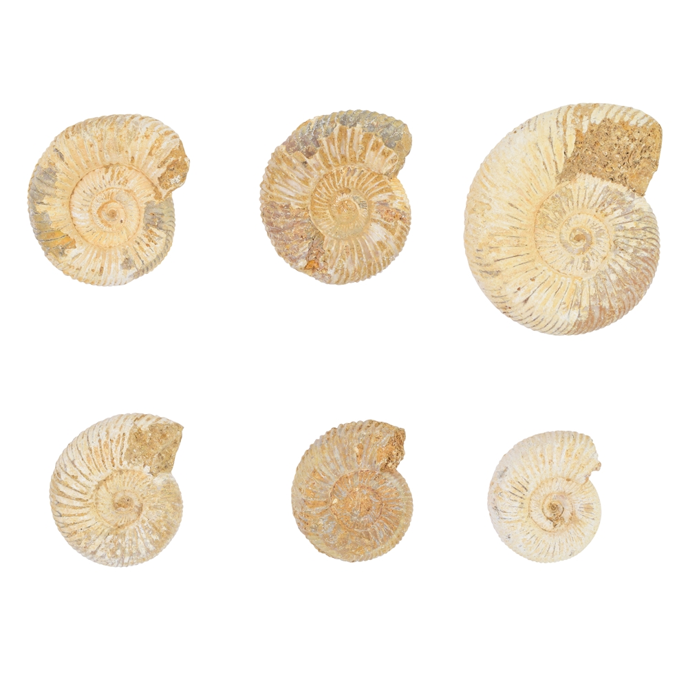 Ammonite (Perisphinctes) brute, 02 - 04cm (0,5kg/Unité)