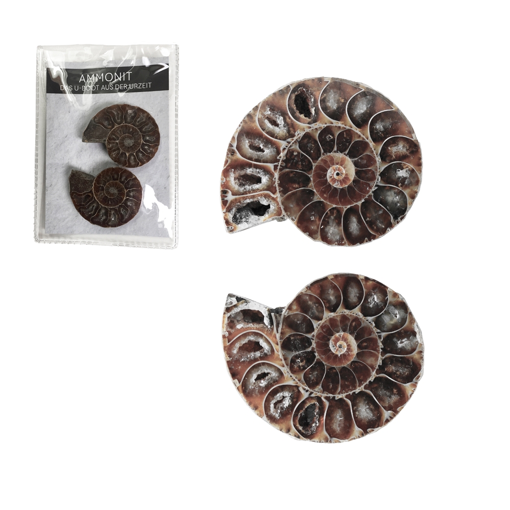 Ammoniten 3,0-3,5cm (klein) mit Zertifikatkarte in Pouch