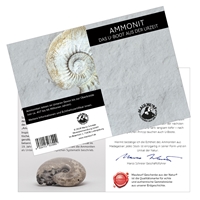 Ammoniten 4,0-4,5cm (groß) mit Zertifikatkarte in Pouch