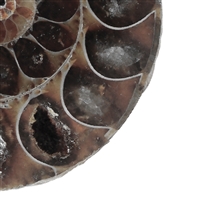 Ammoniti 4,0-4,5 cm (grandi) con scheda di certificazione in astuccio