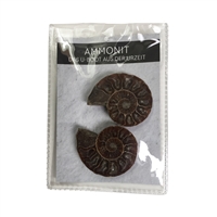 Ammonites 4,0-4,5cm (large) with certificate card in pouch