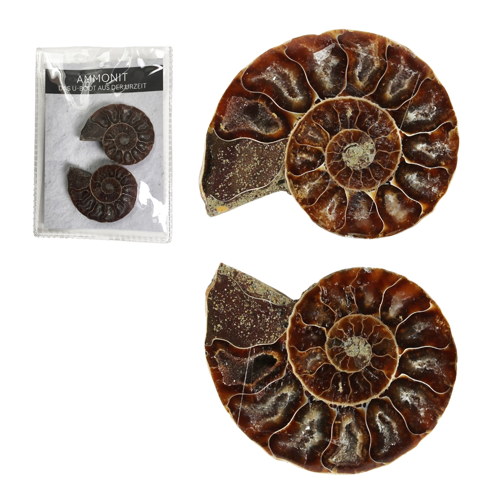 Ammoniten 4,0-4,5cm (groß) mit Zertifikatkarte in Pouch