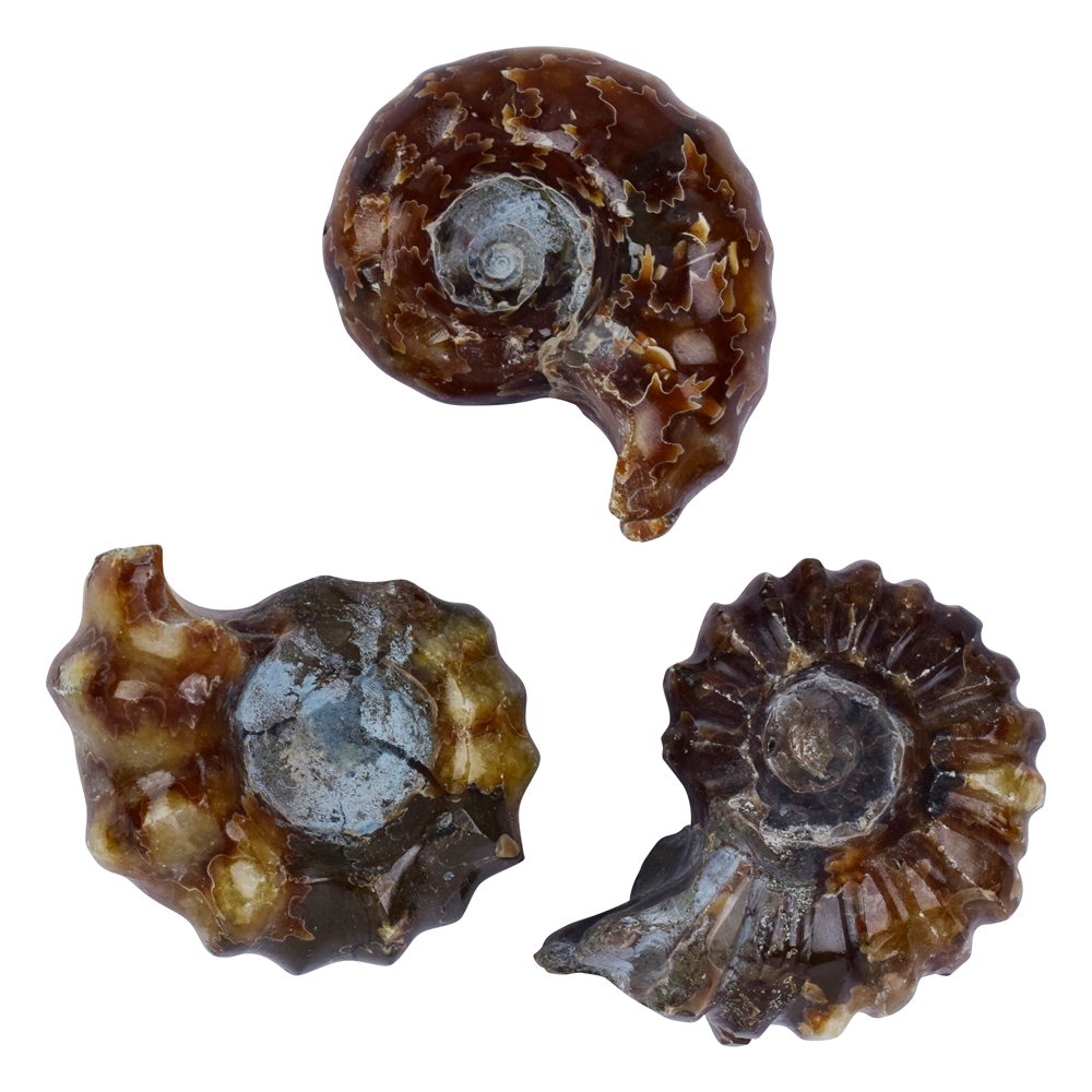 Ammonites (Douveilliceras) polies, 3,0cm (3 pcs/unité)