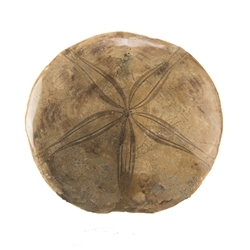 0930051007 Sand dollar (sea urchin), 08 - 09cm | wholesaler gems, healing stones & jewelry