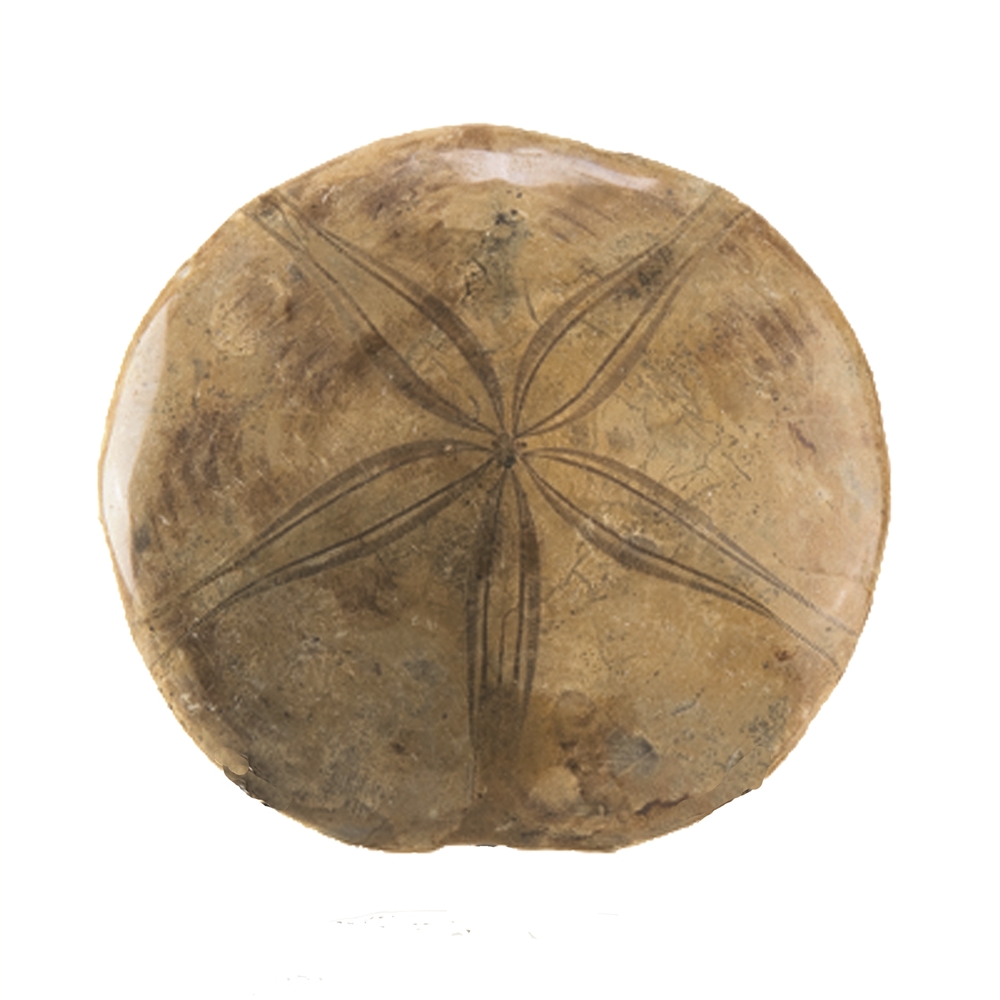 Sand dollar (sea urchin), 08 - 09cm