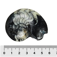 Goniatite polished, 05 - 06cm (24 pcs./VU)