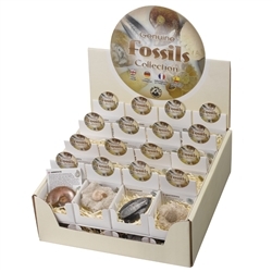 1000040451 Kartondisplay "Fossilien" (32 Schachteln) | GH Edelsteine, Heilsteine & Schmuck