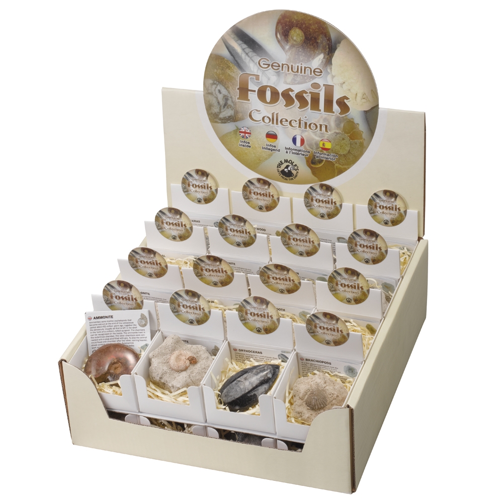 Fossils" cardboard display (32 boxes)