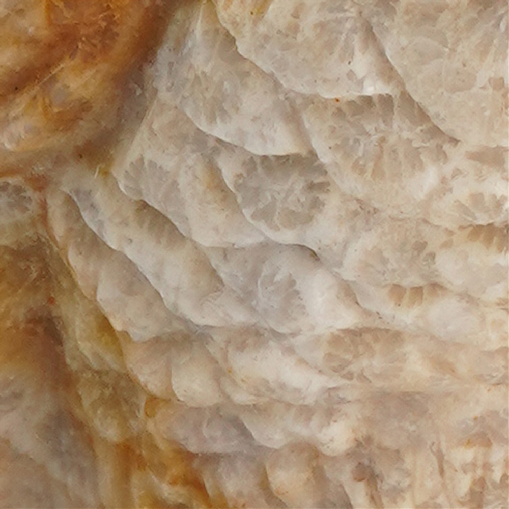 Gravur Eule versteinerte Koralle, 9,5cm