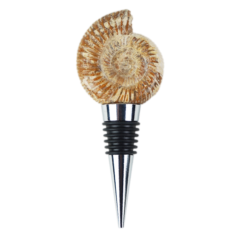 Bottle Clasp Ammonite (Perisphinctes)