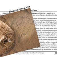 Dente di Mosasauro in edizione da collezione (Tesori della Terra)