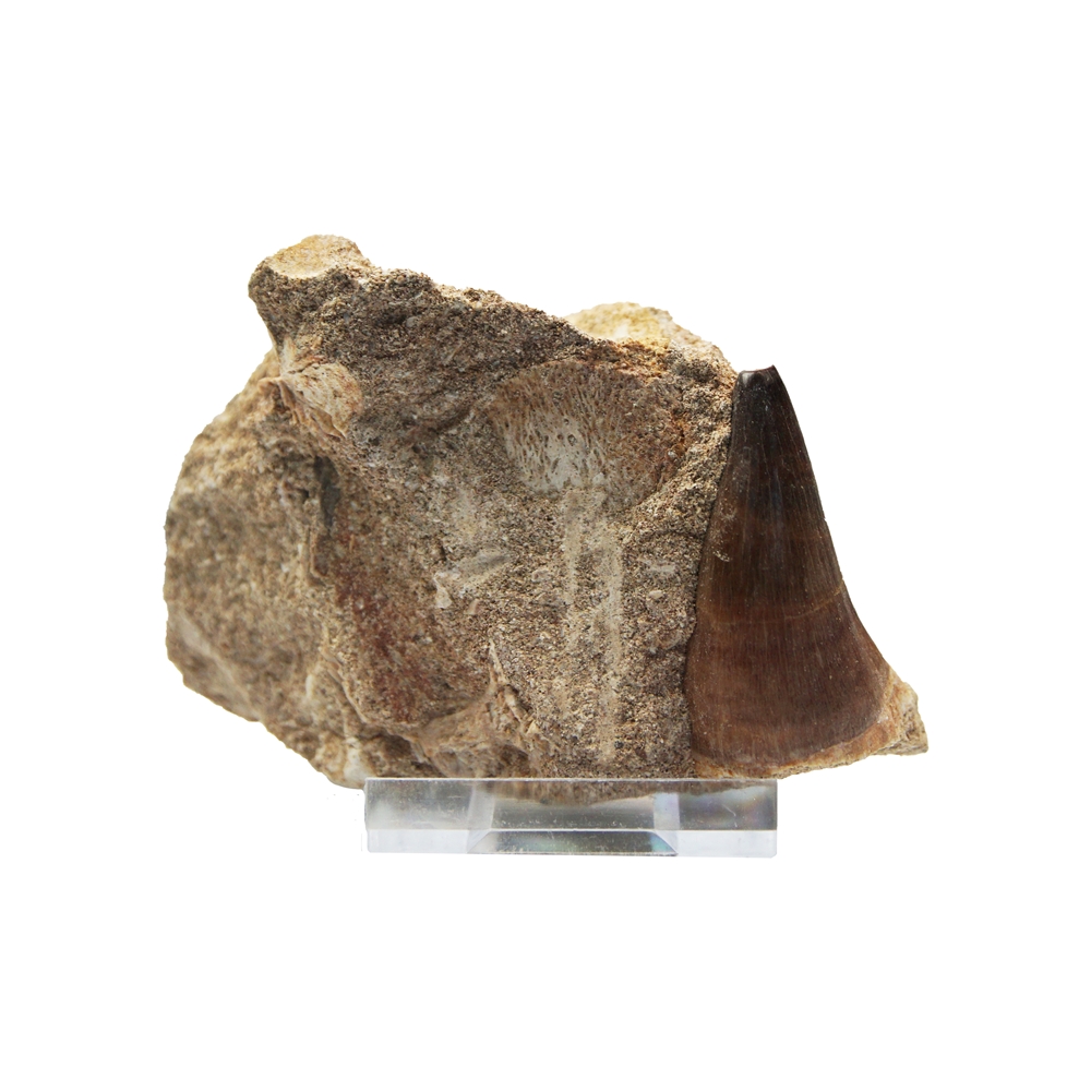 Collector's Edition Mosasaur Tooth (Treasures of the Earth)